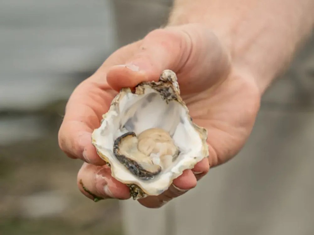 Fresh oyster as a natural source of marine nutrients